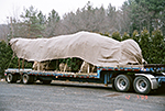 Loading Evergreen Trees On Trailer for Delivery