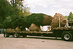 Loading Evergreen Trees On Trailer for Delivery
